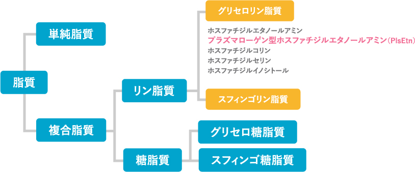 資質の分類